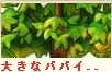 大きなパパイア.png