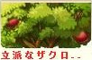 立派なザクロ.png