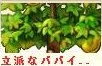 立派なパパイア.png